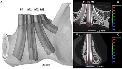 Use of Micro-CT Imaging to Assess Ventral Mandibular Cortical Thickness and Volume in an Experimental Rodent Model With Chronic High-Phosphorus Intake